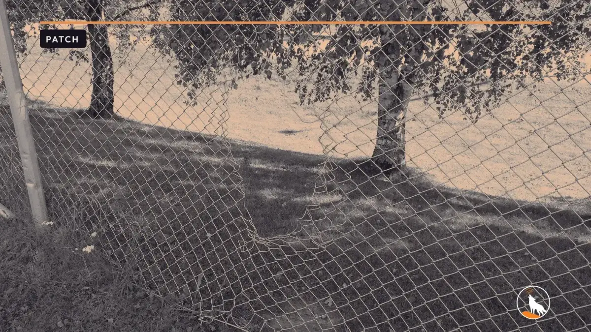 A chain-link fence with a large torn hole, birch trees and sunlit grass behind it.